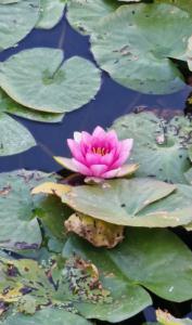 Seerose Raum Kasendorf