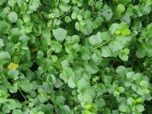 Steinweichsel (Prunus mahaleb) in Seubersdorf