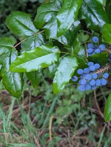 Gewöhnliche Mahonie (Mahonia aquifolium) in Weidach