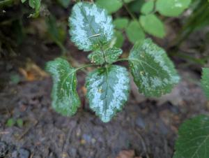 Echte Goldnessel (Lamium galeobdolon) in Weidach