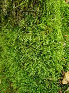 Zypressenblattmoos (Hypnum cupressiforme) in Seubersdorf