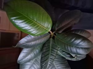 Gummibaum (Ficus elastica) in Seubersdorf