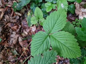 Wald-Erdbeere (Fragaria vesca) in Seubersdorf
