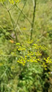 Pastinak (Pastinaca sativa) in Seubersdorf