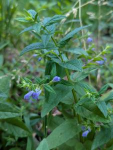 Gewöhnliches Helmkraut (Scutellaria galericulata) in Weidach Callenberger Forst