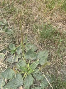Breit-Wegerich (Plantago major) in Döllnitz