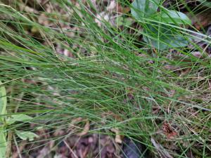 Draht-Schmiele (Deschampsia flexuosa) in Seubersdorf