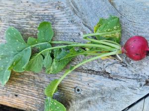 Radieschen (Raphanus sativus) in Seubersdorf