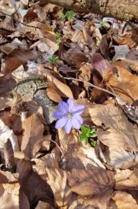 Leberblümchen Raum Kasendorf