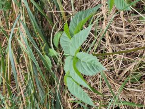 Gewöhnlicher Giersch (Aegopodium podagraria) in Seubersdorf