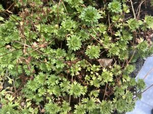Rasen-Steinbrech (Saxifraga rosacea) Raum Kasendorf, Oberfranken