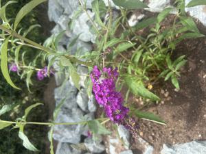 Fliederspeer (Syringa vulgaris) Raum Kasendorf, Oberfranken