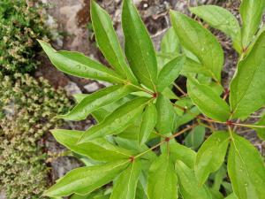Garten-Pfingstrose (Paeonia lactiflora) in Berndorf