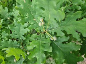 Stiel-Eiche (Quercus robur) in Seubersdorf