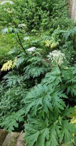 Riesen-Bärenklau (Heracleum mantegazzianum) Raum Kasendorf, Oberfranken