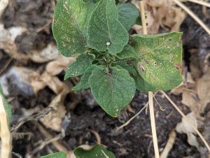 Kartoffel (Solanum tuberosum) in Weidach