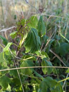 Gemeiner Schneeball (Viburnum opulus) in Weidach