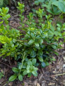 Preiselbeere (Vaccinium vitis-idaea) in Weidach