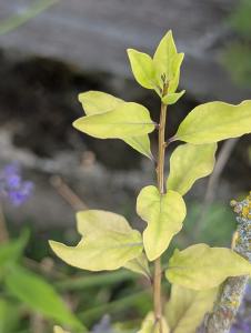 Gemeiner Bocksdorn (Lycium barbarum) in Weidach