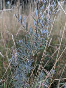 Sanddorn Raum Kasendorf