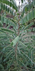 Bastardindigo (Amorpha fruticosa) Raum Kasendorf, Oberfranken
