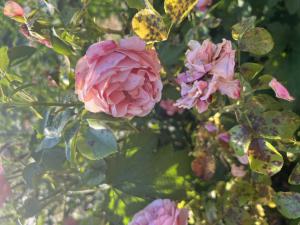 Bengal-Rose (Rosa chinensis) Raum Kasendorf, Oberfranken