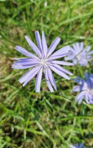 Gewöhnliche Wegwarte Raum Kasendorf
