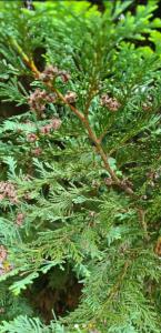 Lawson-Scheinzypresse (Chamaecyparis lawsoniana) Raum Kasendorf, Oberfranken