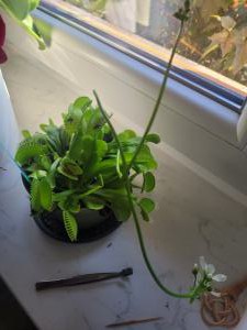 Venusfliegenfalle (Dionaea muscipula) in Seubersdorf