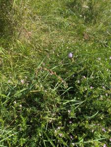 Dornige Hauhechel (Ononis spinosa) in Gmünda