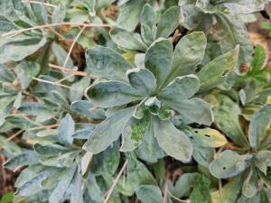 Felsen-Steinkraut (Aurinia saxatilis) in Thurnau