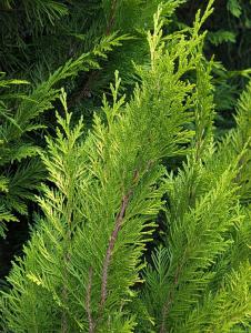 Morgenländischer Lebensbaum (Platycladus orientalis) in Weidach