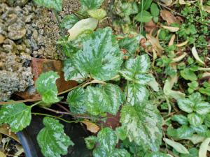 Echte Goldnessel (Lamium galeobdolon) in Berndorf