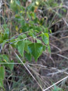 Hänge-Birke (Betula pendula) in Weidach