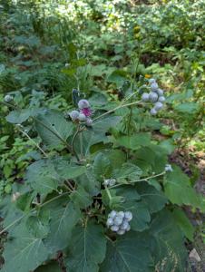 Filzige Klette (Arctium tomentosum) in Weidach Callenberger Forst