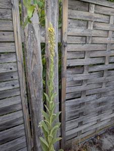 Kleinblütige Königskerze (Verbascum thapsus) in Weidach