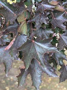 Spitz-Ahorn (Acer platanoides) in Weidach