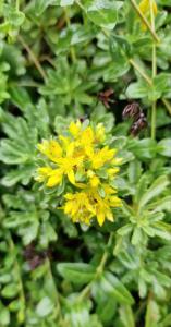 Fetthennen-Steinbrech (Saxifraga urbium) Raum Kasendorf, Oberfranken
