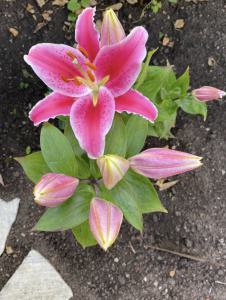 Feuer-Lilie (Lilium bulbiferum) Raum Kasendorf, Oberfranken
