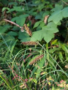 Blaugrüne Segge (Carex flacca) in Weidach Callenberger Forst