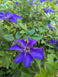Italienische Waldrebe (Clematis viticella) in Weidach