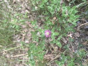 Rot-Klee Raum Kasendorf