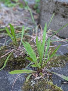Kleinköpfiger Pippau (Crepis capillaris) in Weidach