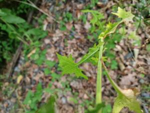Gewöhnlicher Mauerlattich (Mycelis muralis) Raum Kasendorf, Oberfranken