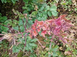 Knoblauchsrauke (Alliaria petiolata) in Seubersdorf
