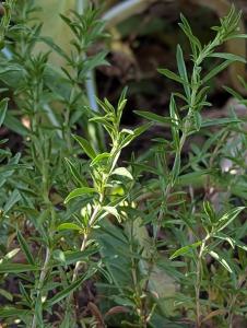 Winter-Bohnenkraut (Satureja montana) in Weidach