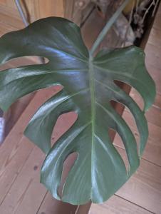 Köstliches Fensterblatt (Monstera deliciosa) in Weidach