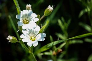 Acker-hornkraut (Cerastium arvense) in Lopp