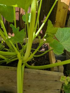 Feld-Kürbis (Cucurbita pepo) in Weidach