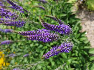Langblättriger Ehrenpreis (Veronica longifolia) in Seubersdorf